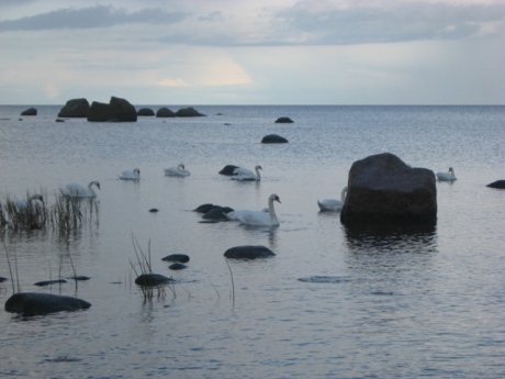 swans by a baltic shore at käsmu